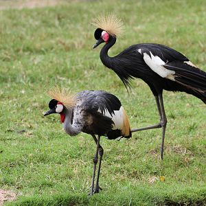 Black-crowned and Grey-crowned Cranes