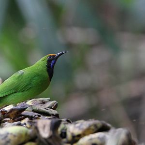 Golden-fronted Leafbird
