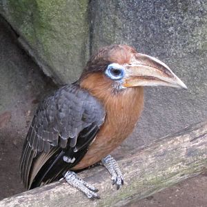 Brown Hornbill