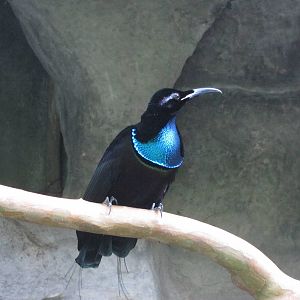 Magnificent Riflebird