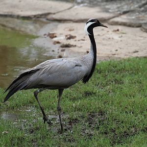 Demoiselle Crane