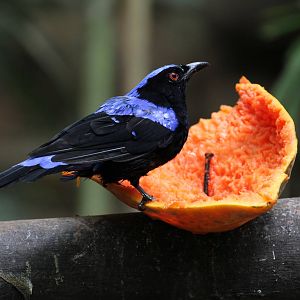 Asian Fairy Bluebird