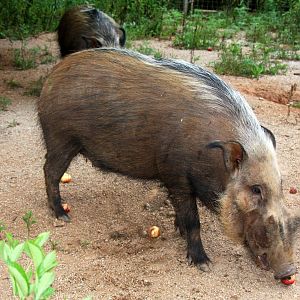 2013: Shadow Nursery