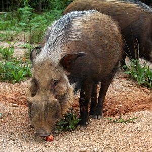 2013: Shadow Nursery
