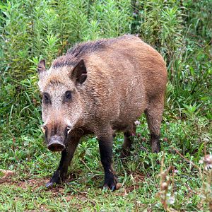 2013: Shadow Nursery