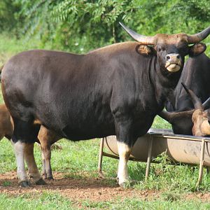 2013: Shadow Nursery