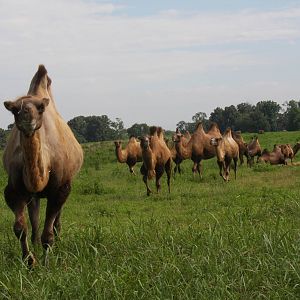 2013: Shadow Nursery