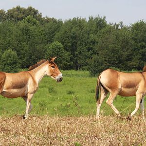 2013: Shadow Nursery