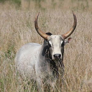 2013: Shadow Nursery