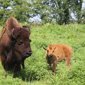 2013: Shadow Nursery