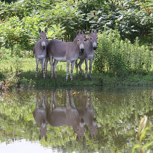 2013: Shadow Nursery