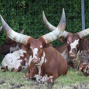 2013: Shadow Nursery