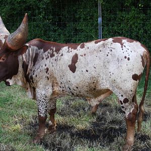 2013: Shadow Nursery