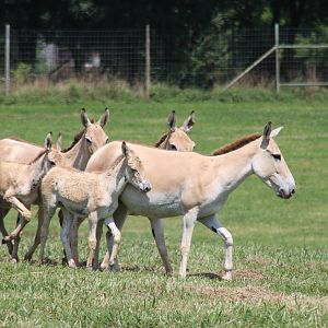 2013: Shadow Nursery