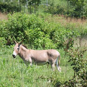 2013: Shadow Nursery