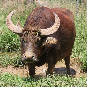 2013: Shadow Nursery