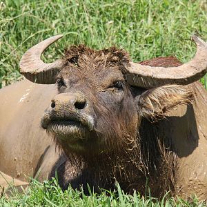 2013: Shadow Nursery