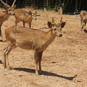 2013: Shadow Nursery