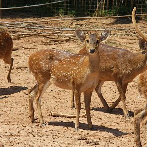 2013: Shadow Nursery