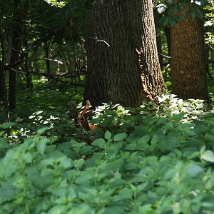 2013: Shadow Nursery