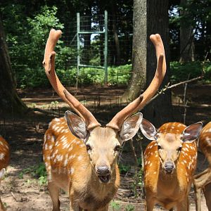 2013: Shadow Nursery