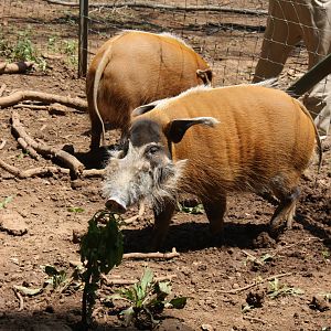 2013: Shadow Nursery