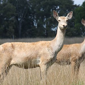 2013: Shadow Nursery