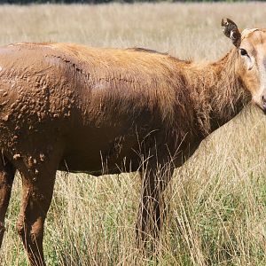 2013: Shadow Nursery