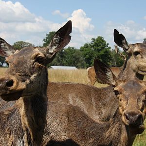 2013: Shadow Nursery