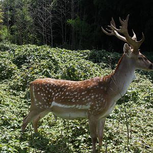 2013: Shadow Nursery