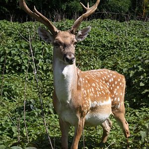 2013: Shadow Nursery