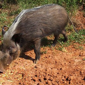 2013: Shadow Nursery