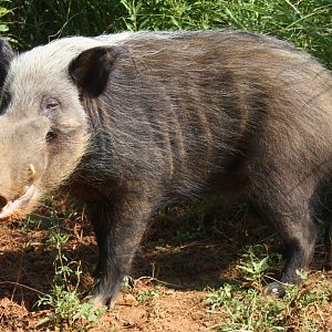 2013: Shadow Nursery