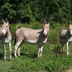 2013: Shadow Nursery