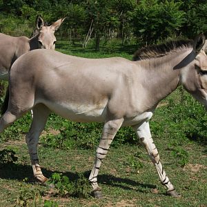 2013: Shadow Nursery