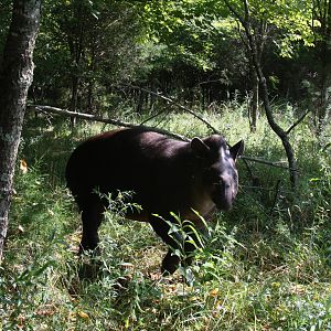 2013: Shadow Nursery