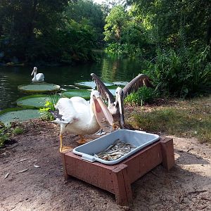 White pelicans at LPGZ
