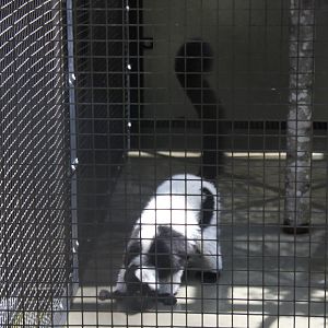 2013: Duke Lemur Center