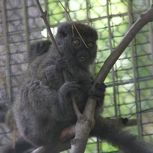 2013: Duke Lemur Center