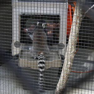 2013: Duke Lemur Center