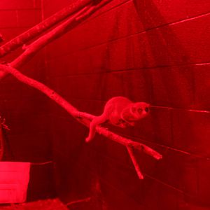 2013: Duke Lemur Center