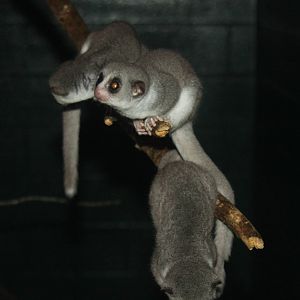 2013: Duke Lemur Center