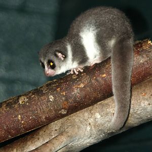 2013: Duke Lemur Center