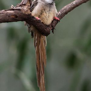 tropical bird ID