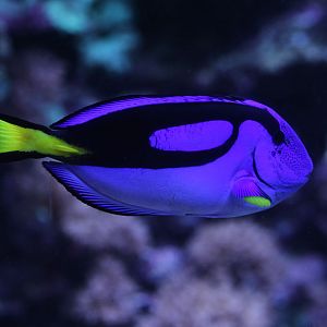 reef fish ID