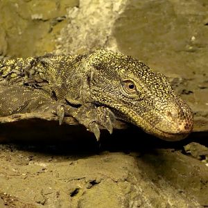 Varanus salvadorii