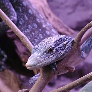 Varanus macraei