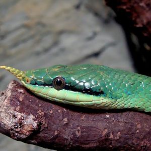 Rhynchophis boulengeri