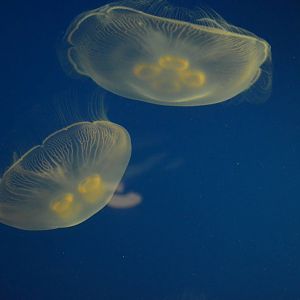 Moon Jellies
