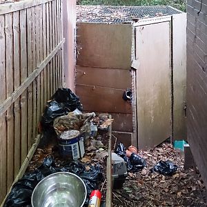 Off-Show Harris Hawk Aviary - 25/08/2013
